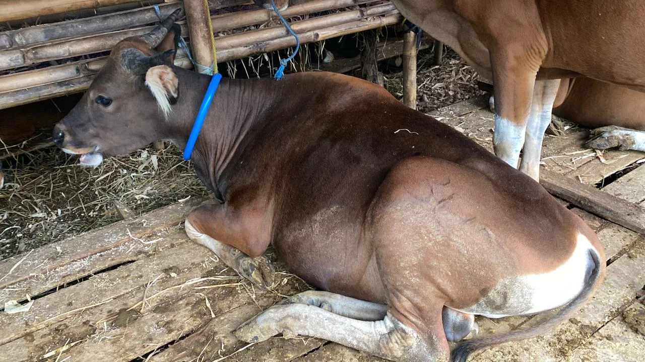 Sapi Bali