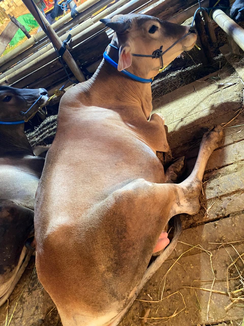 Sapi Bali