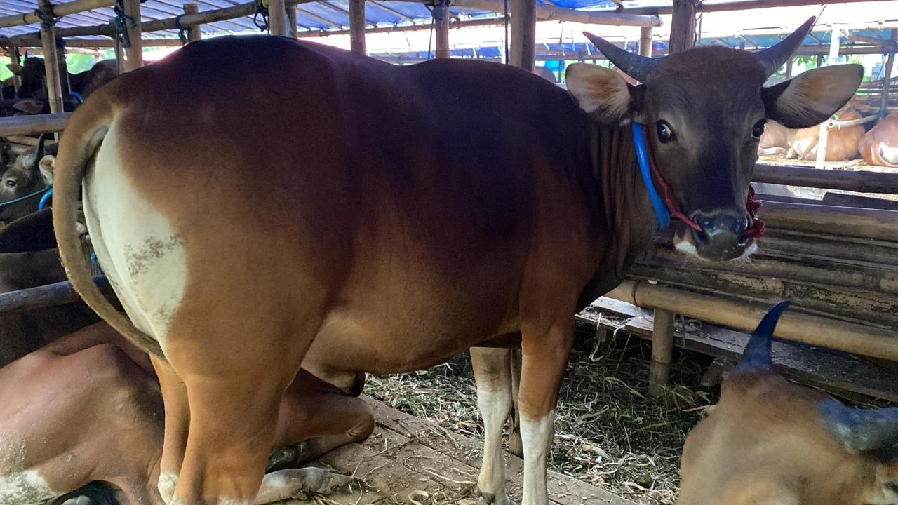 Sapi Bali