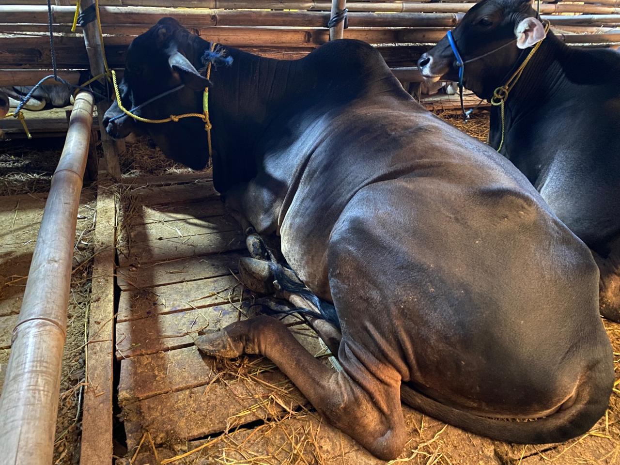 Sapi Bali Jumbo
