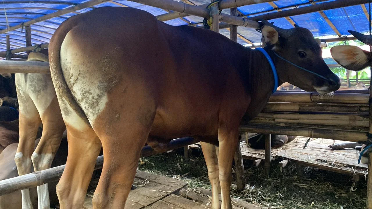 Sapi Bali