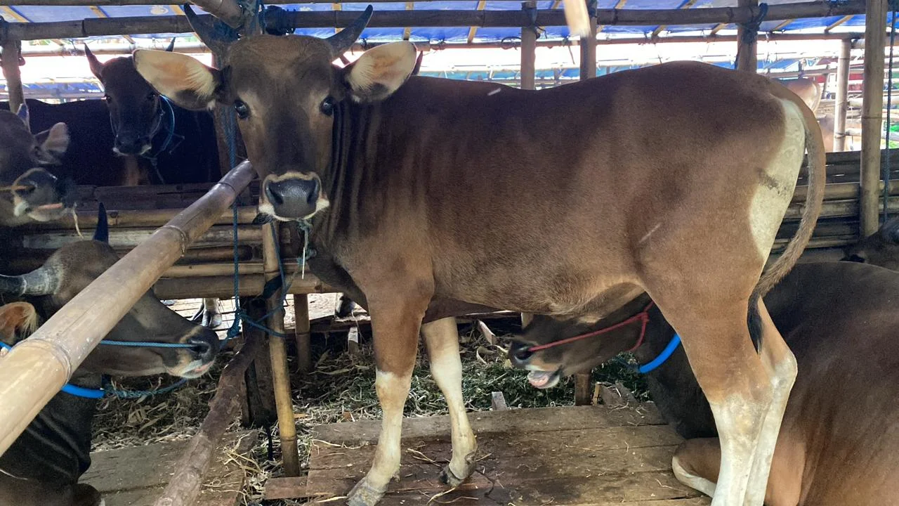 Sapi Bali
