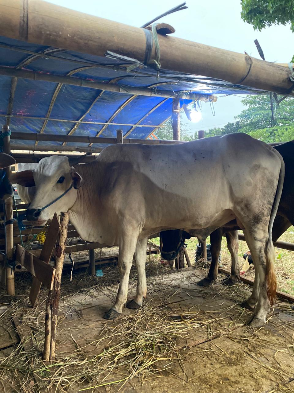 Sapi Bali