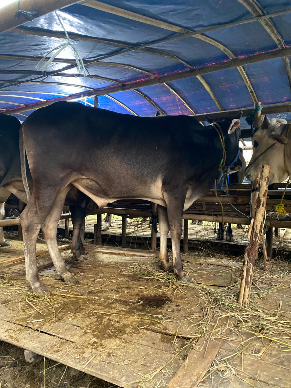 Sapi Bali