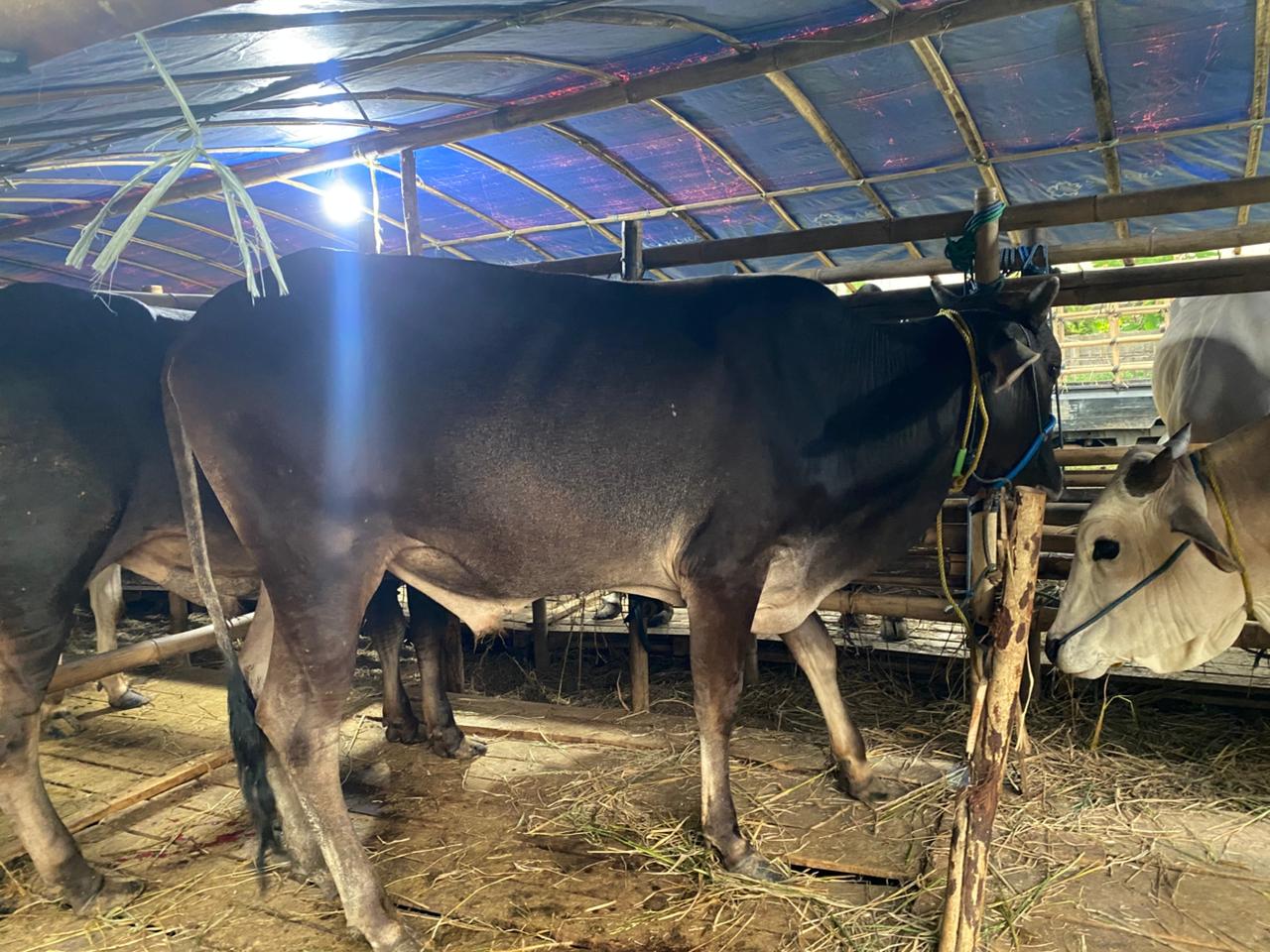 Sapi Qurban 4